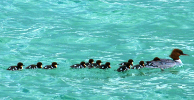 Famille Arle Bievre sur le lac d'Annecy Famille Arle Bievre sur le lac d'Annecy