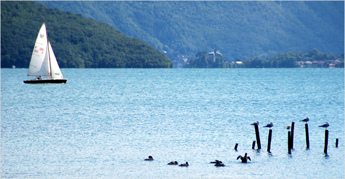 Voilier et oiseaux sur le lac d'Annecy Voilier et oiseaux sur le lac d'Annecy