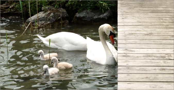 Famille de cygnes sur le lac d'Annecy Famille de cygnes sur le lac d'Annecy