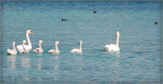 Famille de cygnes sur le lac d'Annecy Famille de cygnes sur le lac d'Annecy