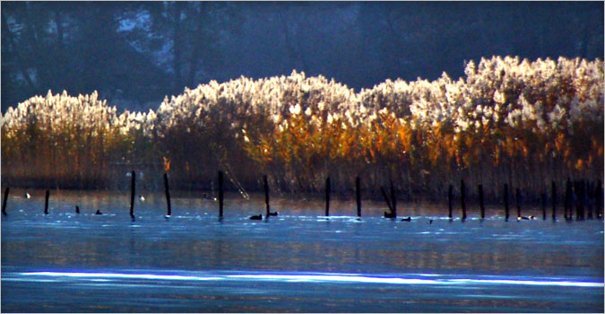 Roselière du lac d'Annecy Roselière du lac d'Annecy