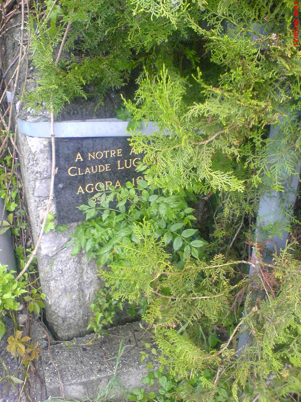 plaque